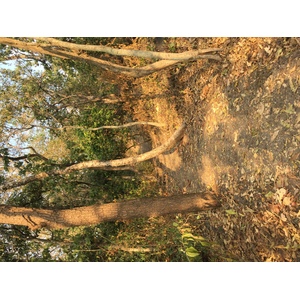 Photo Thaïlande Parc Si satchanalai 2014-12 167