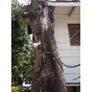 Photo Costa Rica Montezuma 2015-03 623