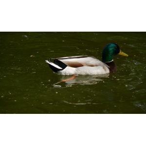 Photo France Paris Parc Monceau 2007-06 13