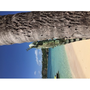 Photo Guadeloupe Plage de la Caravelle 2021-02 115