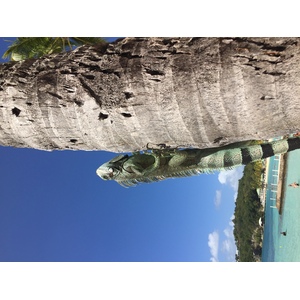 Photo Guadeloupe Plage de la Caravelle 2021-02 116