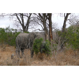 Photo Afrique du Sud Parc National Kruger 2008-09 109