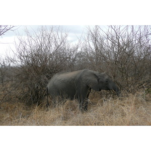 Photo Afrique du Sud Parc National Kruger 2008-09 96