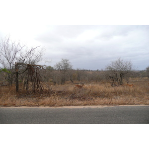Photo Afrique du Sud Parc National Kruger 2008-09 53