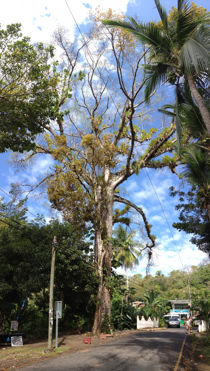 Photo Costa Rica Parc Manuel Antonio 2015-03 506