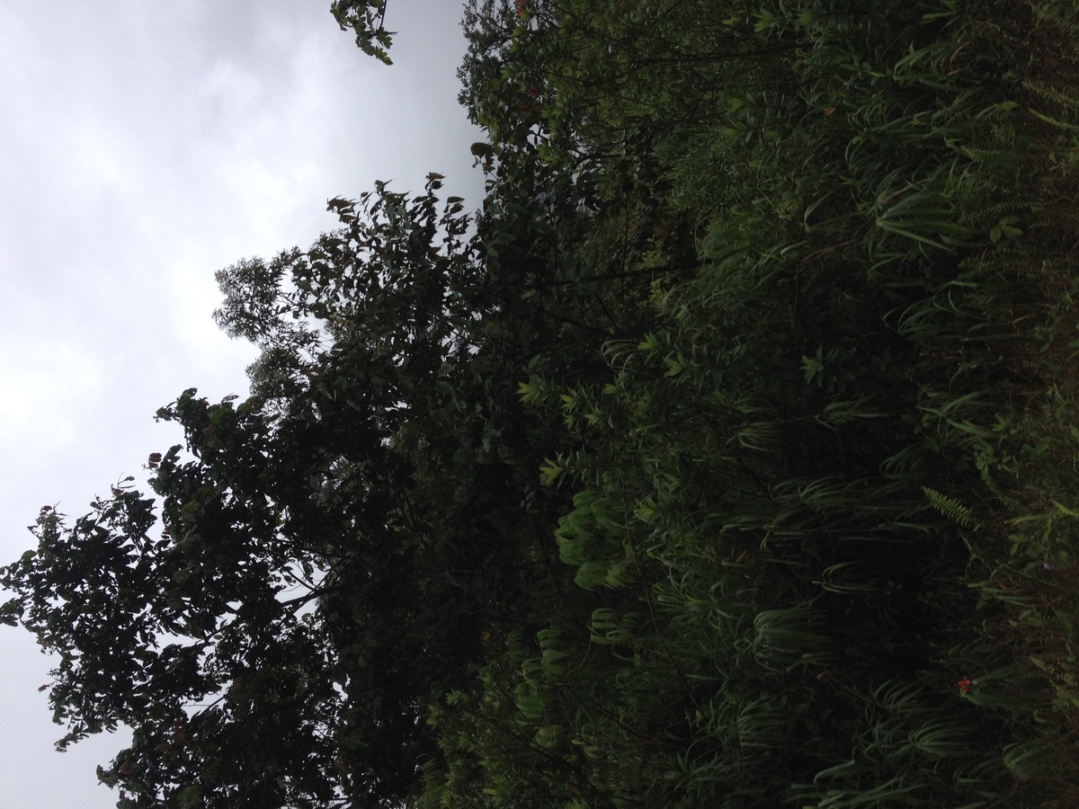 Photo Panama David à Bocas del toro 2015-03 53