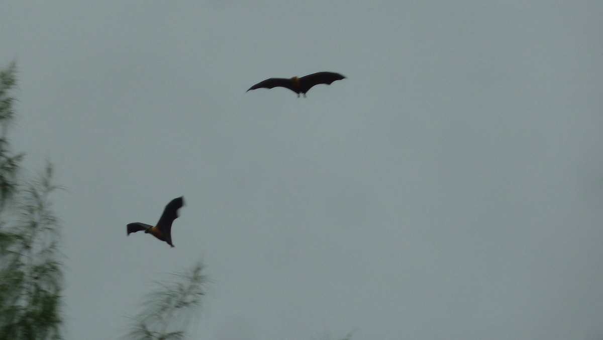 Photo Seychelles Curieuse 2011-10 21