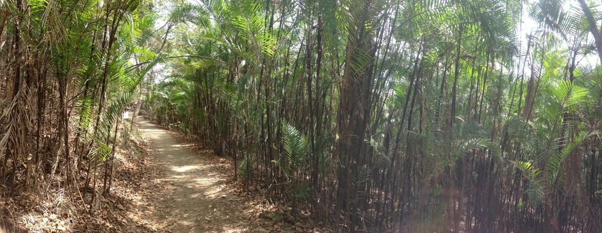 Photo Costa Rica Montezuma 2015-03 381