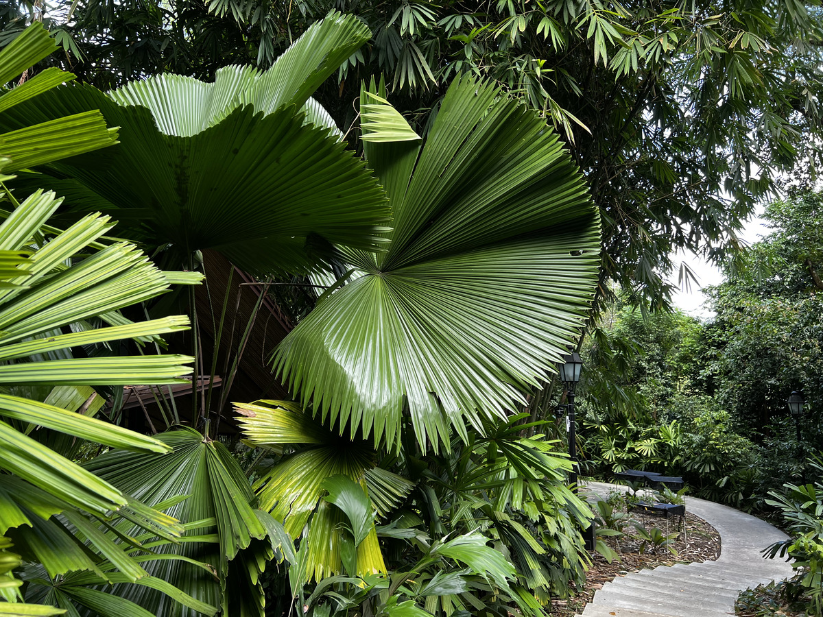 Photo Singapour Jardins botaniques de Singapore 2023-01 21