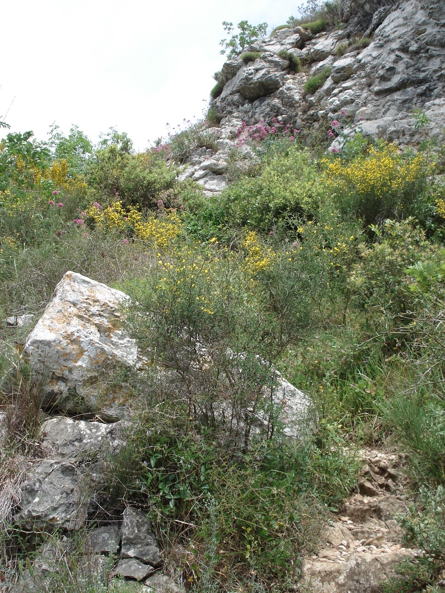 Photo France Vence Baou 2006-06 93