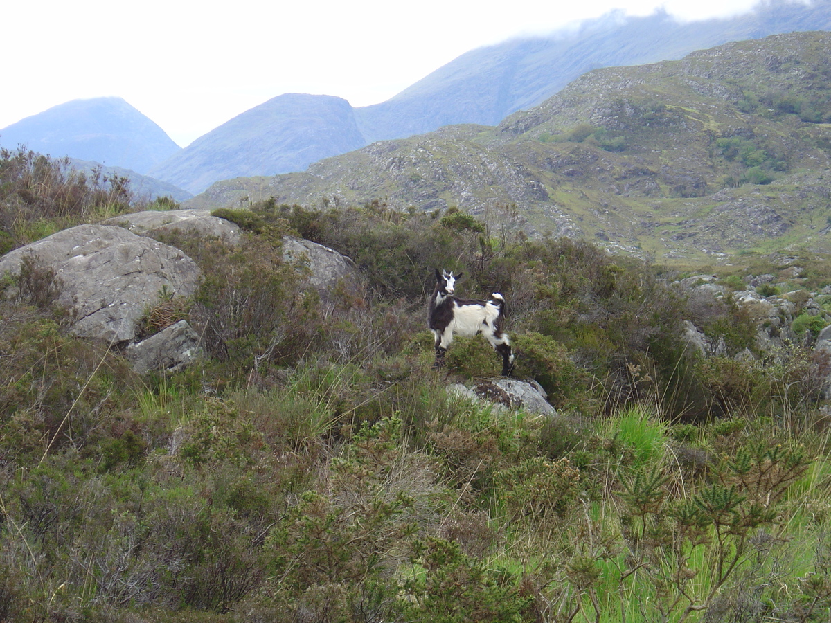 Photo Irlande Kerry Parc National de Killarney 2004-05 33