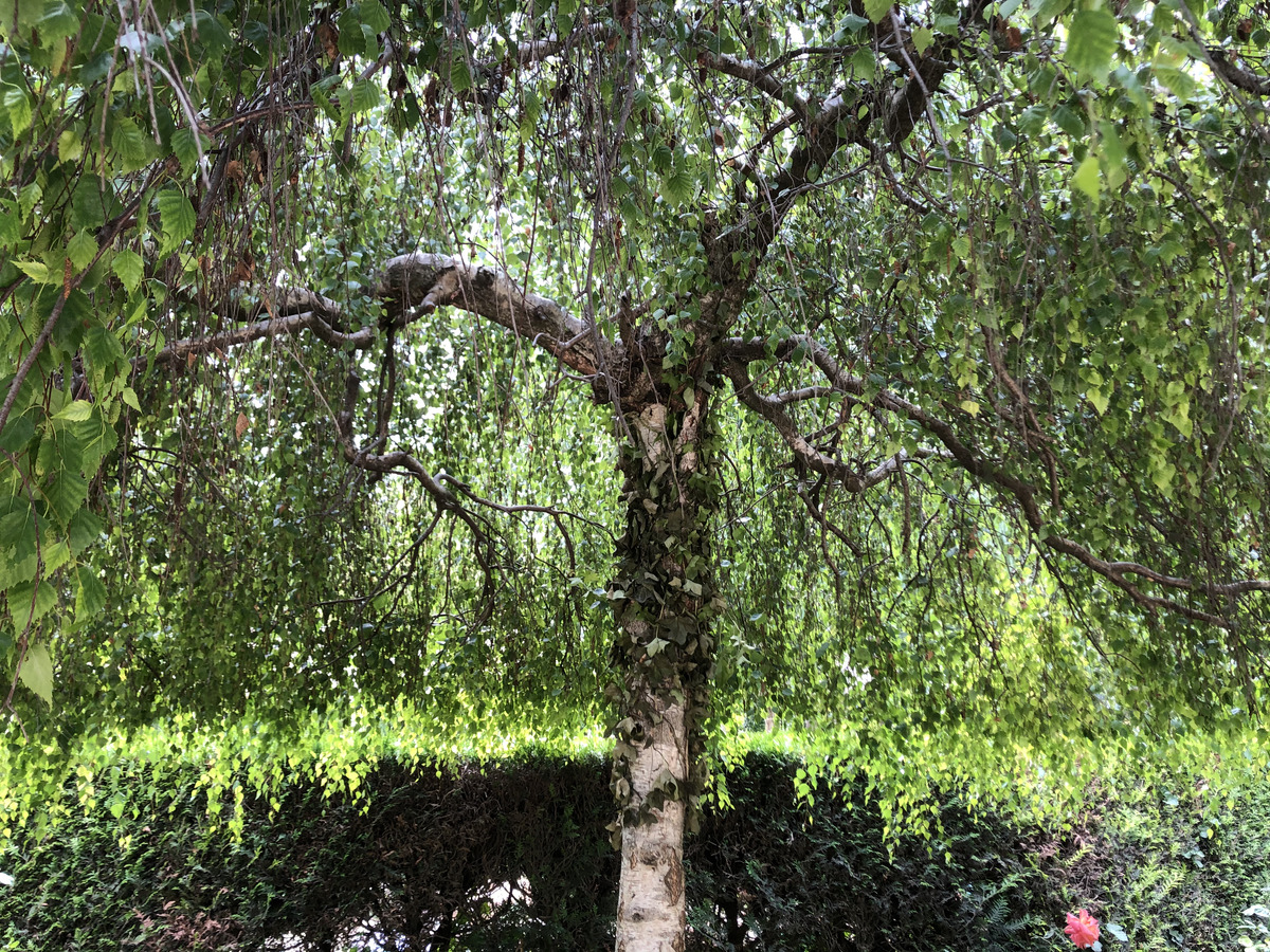 Photo France Paris Parc Monceau 2020-06 2