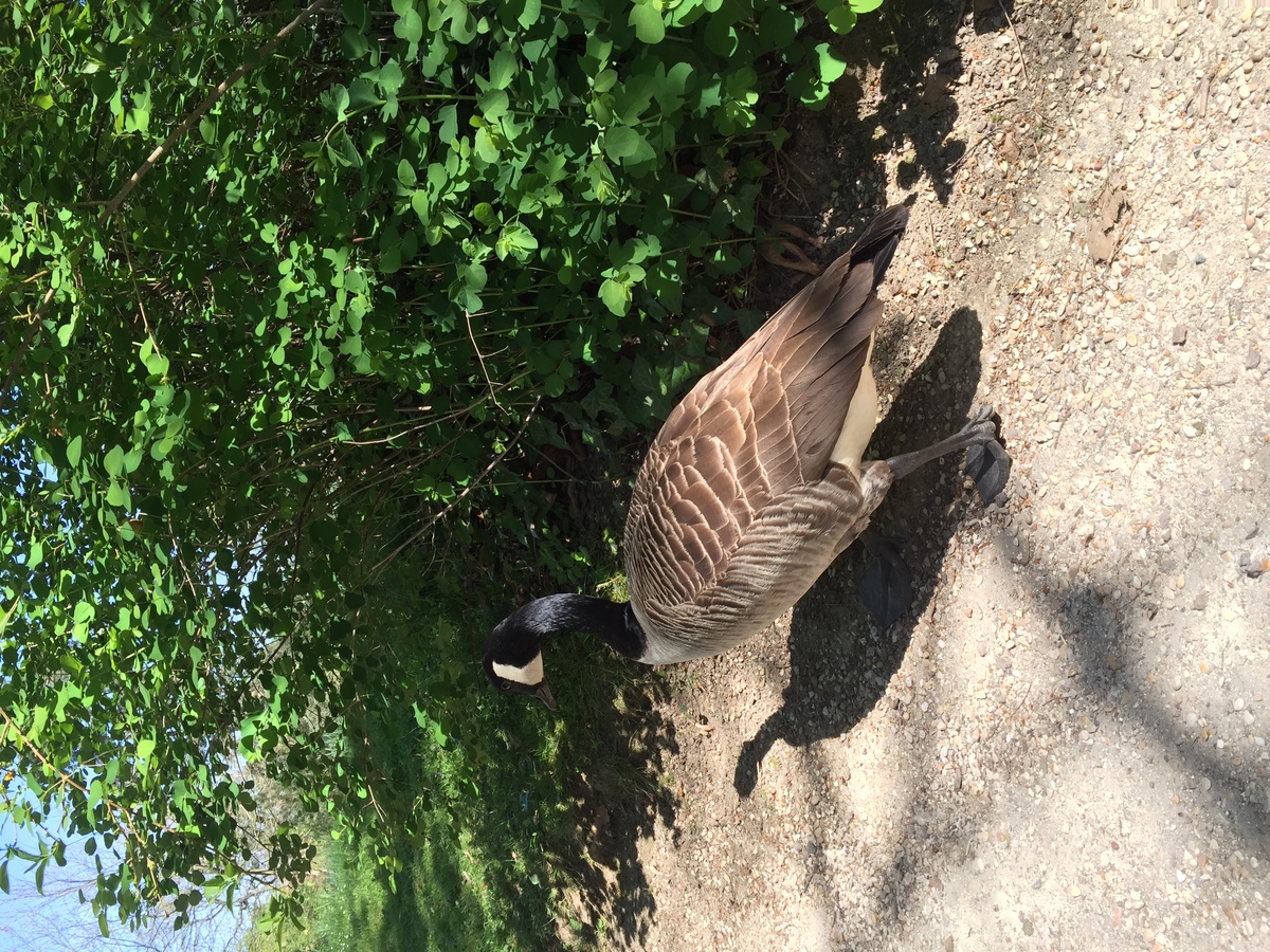 Photo France Paris Bagatelles 2017-04 20