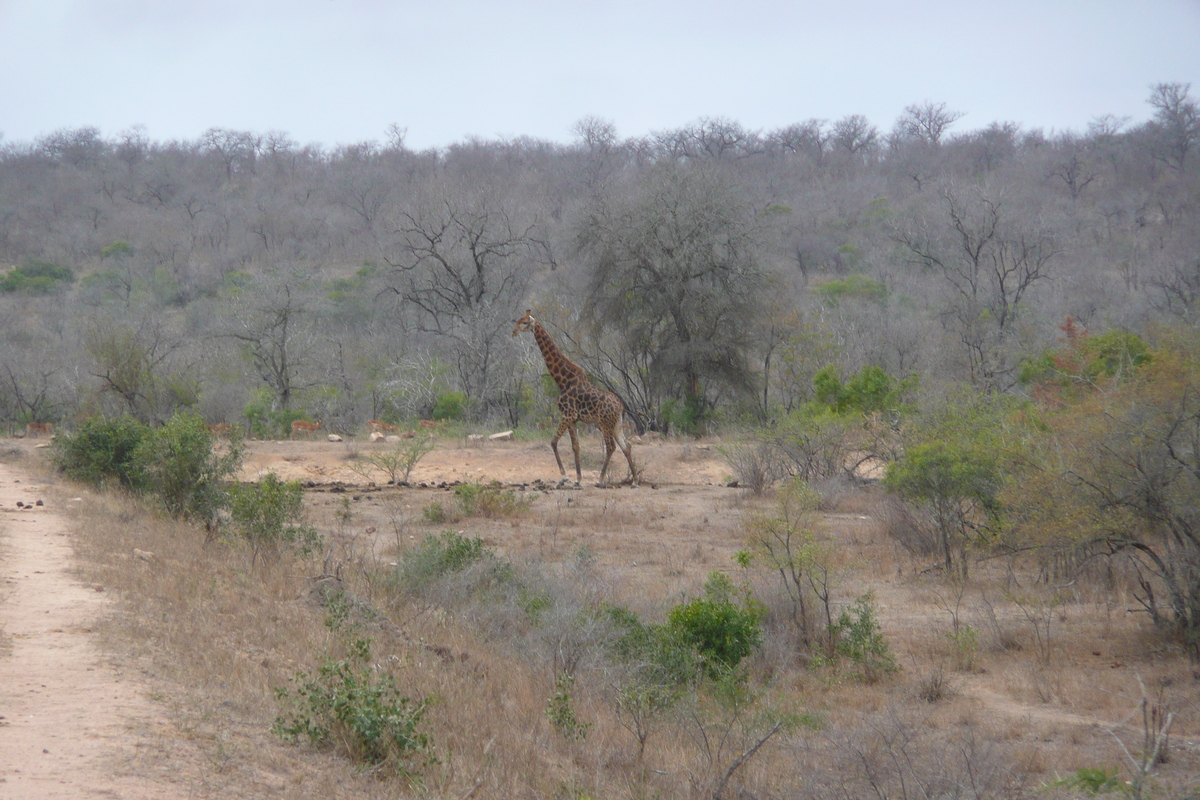 Photo Afrique du Sud Parc National Kruger Mpondo 2008-09 9