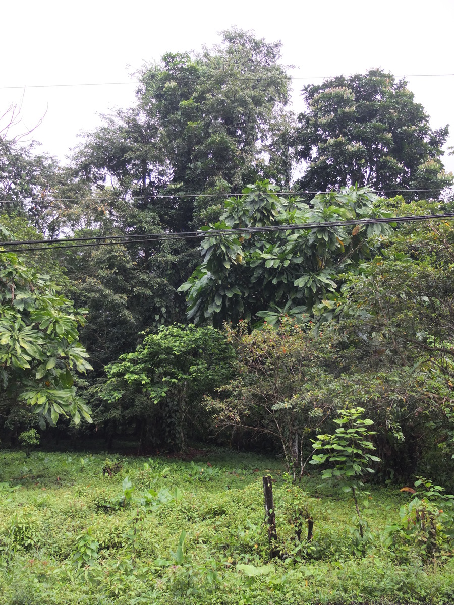 Photo Costa Rica Puerto Viejo de Talamanca 2015-03 129