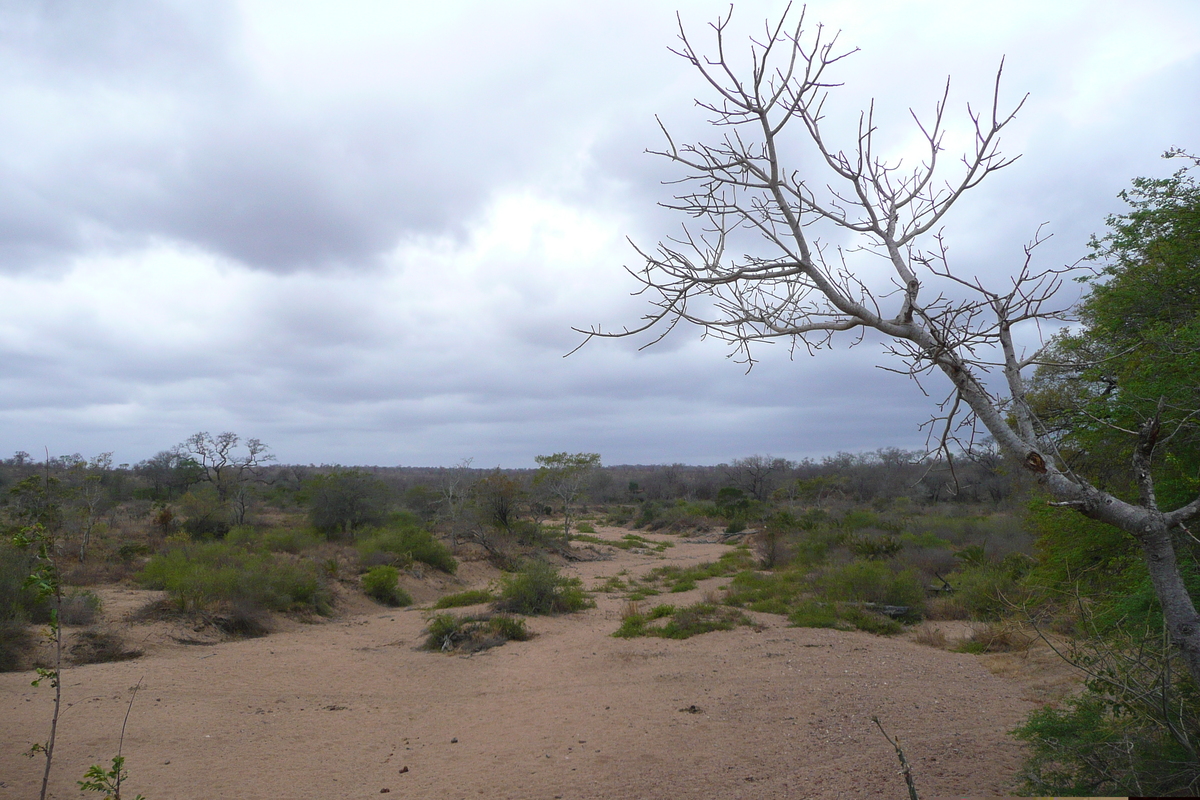 Photo Afrique du Sud Parc National Kruger 2008-09 104