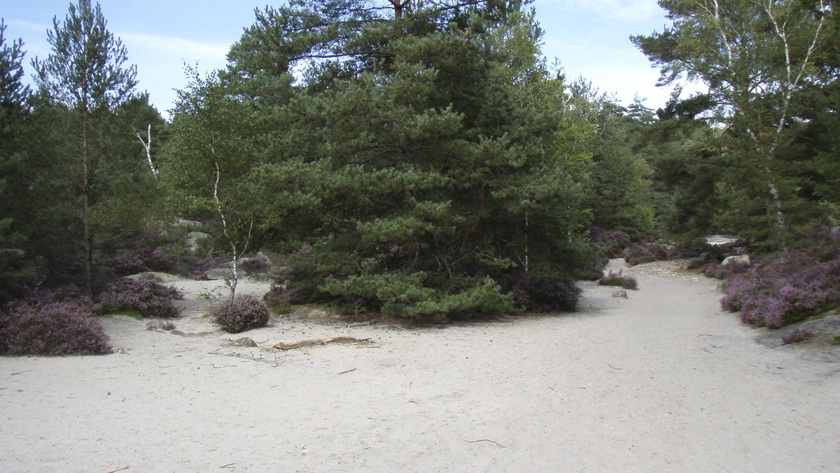 Photo France Fontainebleau Circuit des 25 bosses 2007-08 158