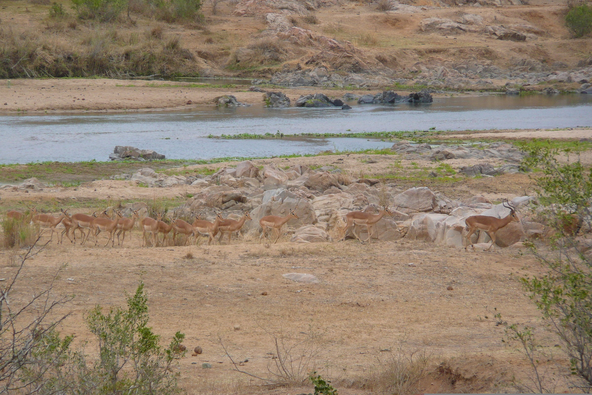 Photo Afrique du Sud Parc National Kruger rivière Crocodile 2008-09 42