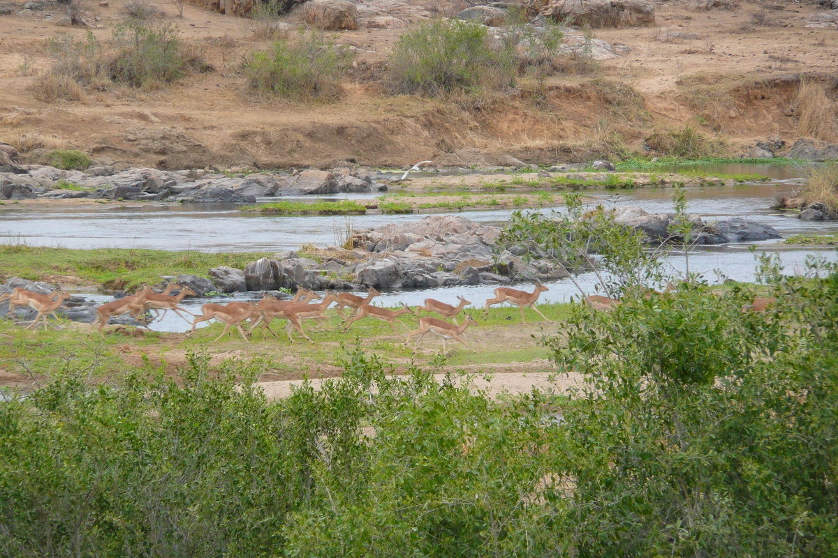 Photo Afrique du Sud Parc National Kruger rivière Crocodile 2008-09 9