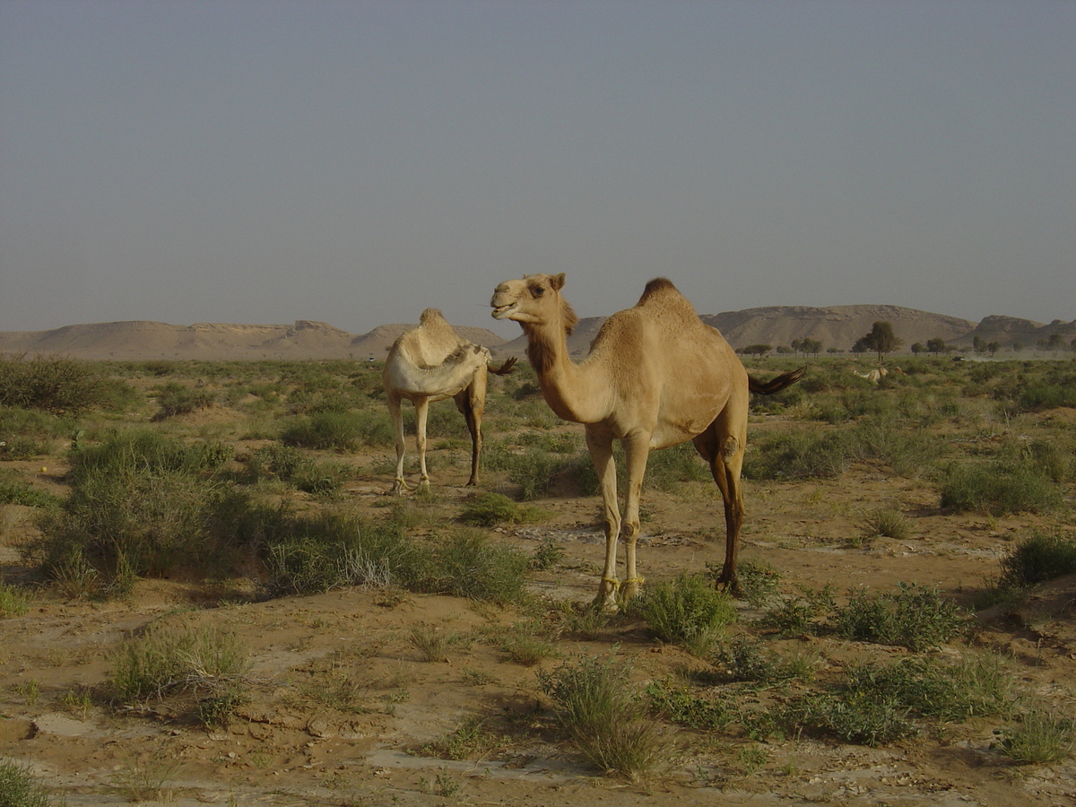 Photo Oman Route de Buraimi à Mahada 2005-03 35