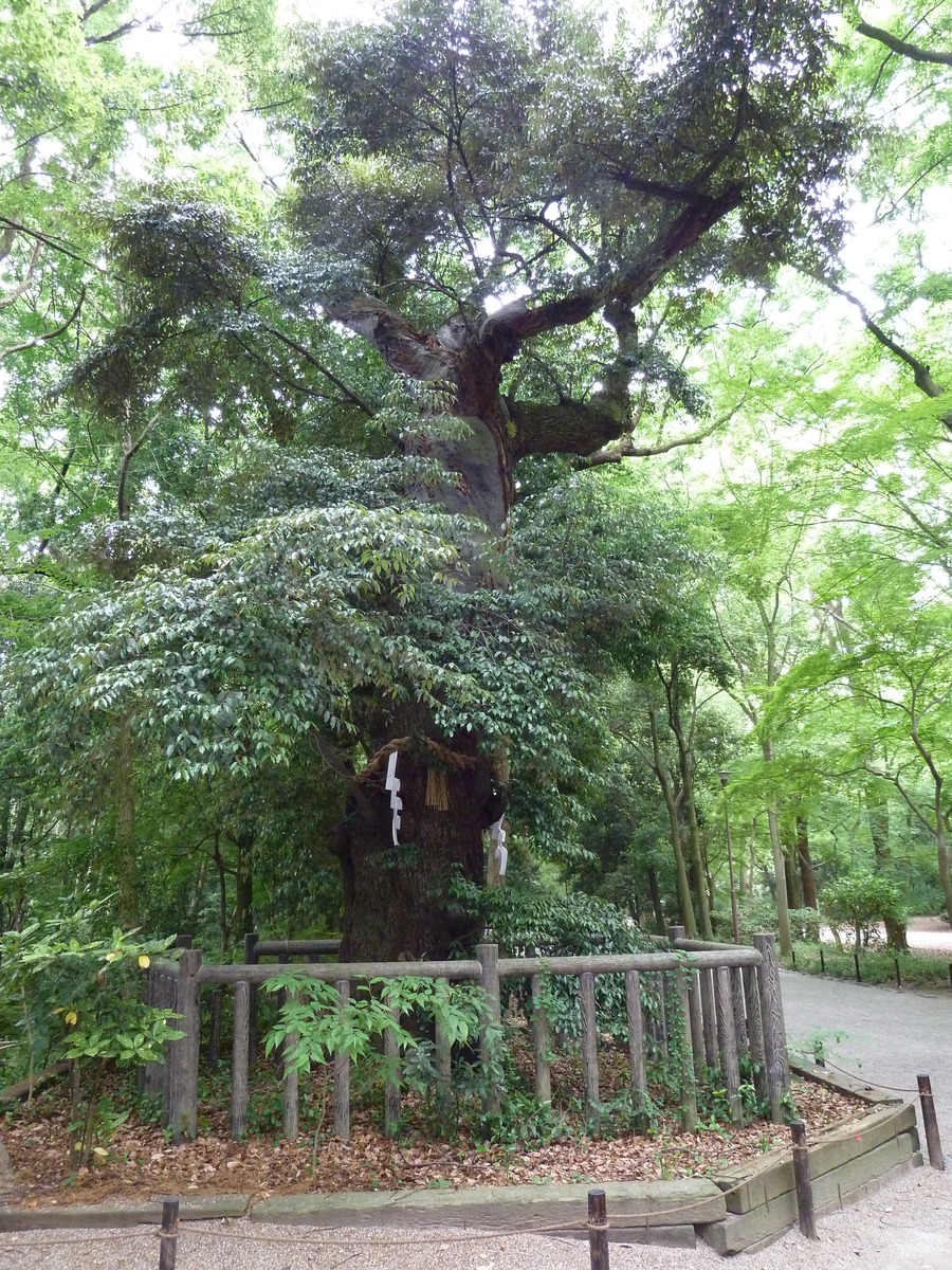 Photo Japon Kyoto Sanctuaire Kamo-mioya (Shimogamo) 2010-06 18