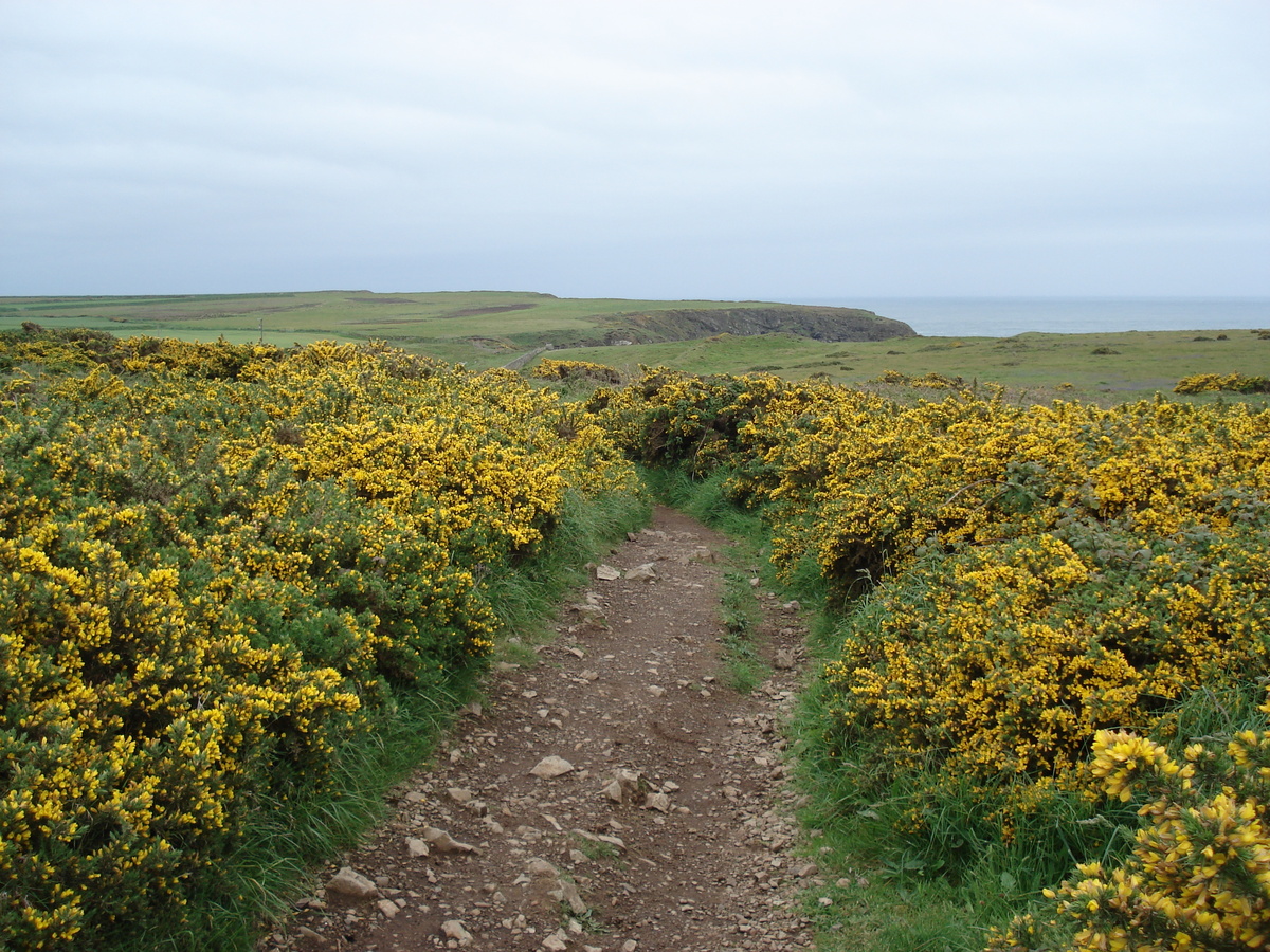 Photo Royaume-Uni Pembrokeshire Martins Havens 2006-05 14