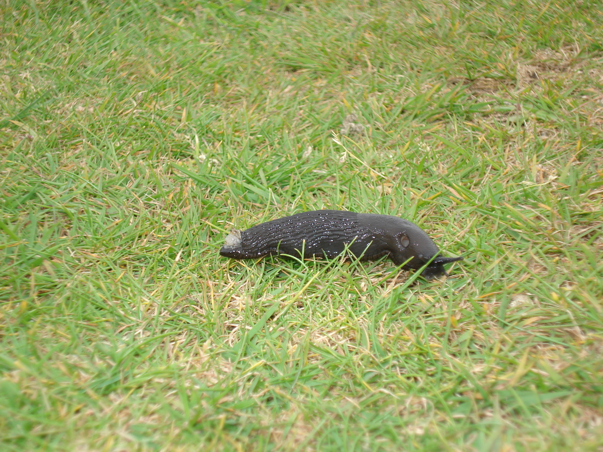 Photo Royaume-Uni Pembrokeshire Martins Havens 2006-05 6