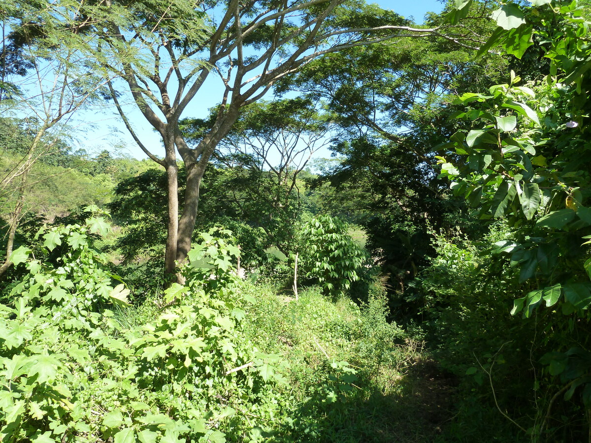 Photo Îles Fidji Rivière Sigatoka 2010-05 101