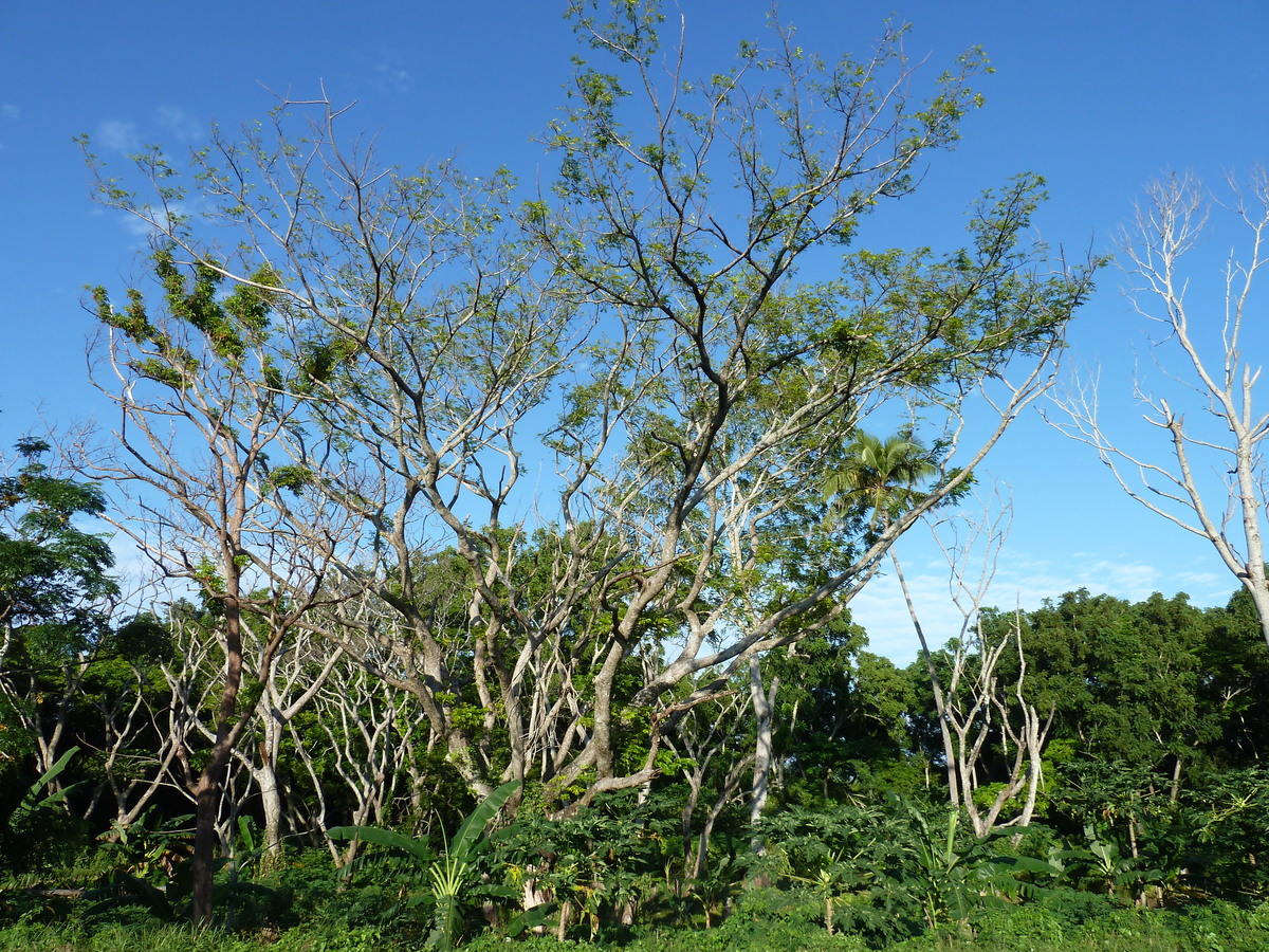 Photo Îles Fidji Nadi à Sigatoka 2010-05 7