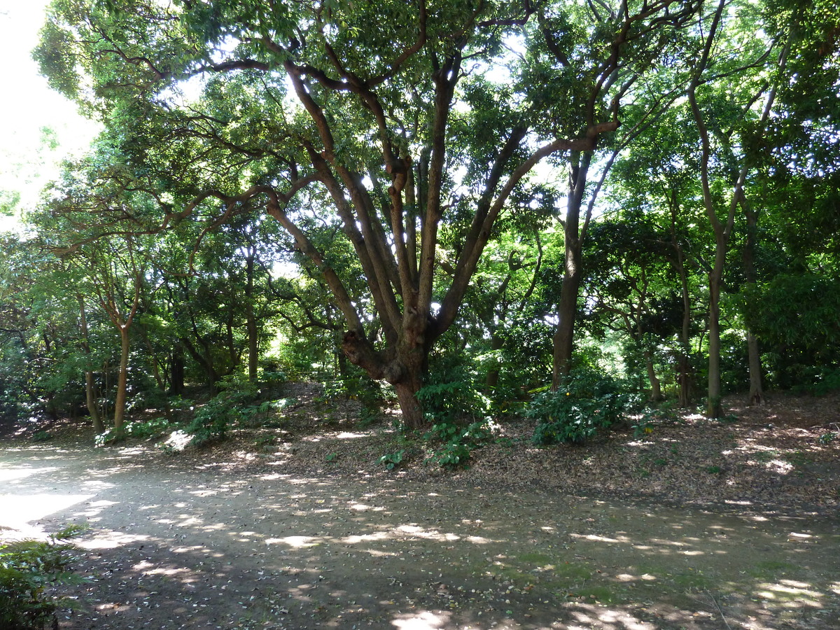 Photo Japon Tokyo Jardins Hama rikyu 2010-06 102