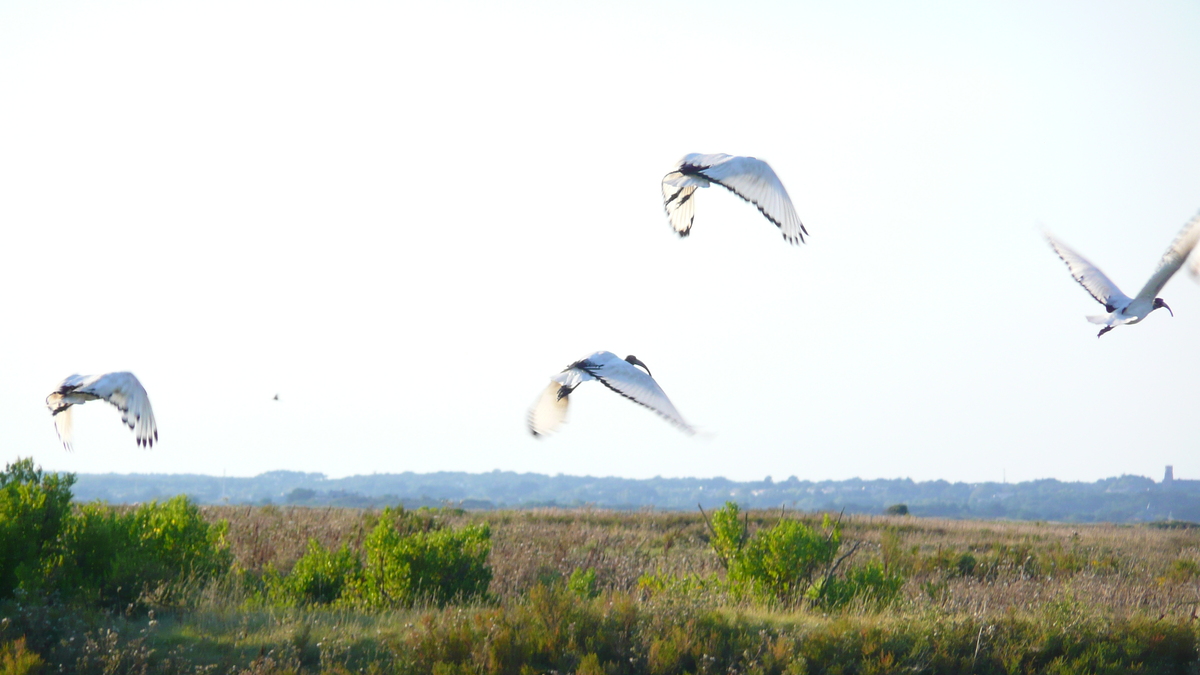 Photo France Guérande Les marais salants 2007-08 8