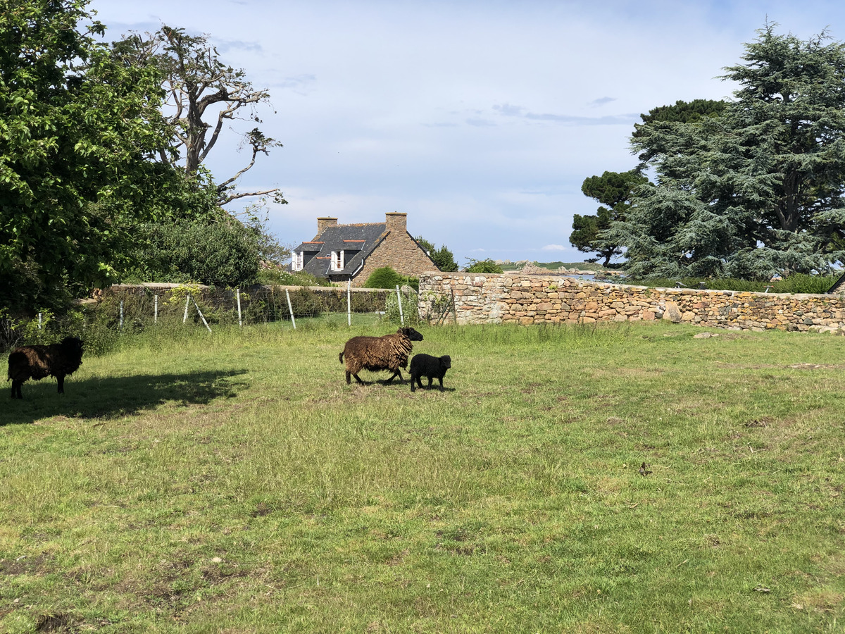 Photo France Île de Bréhat 2020-06 86