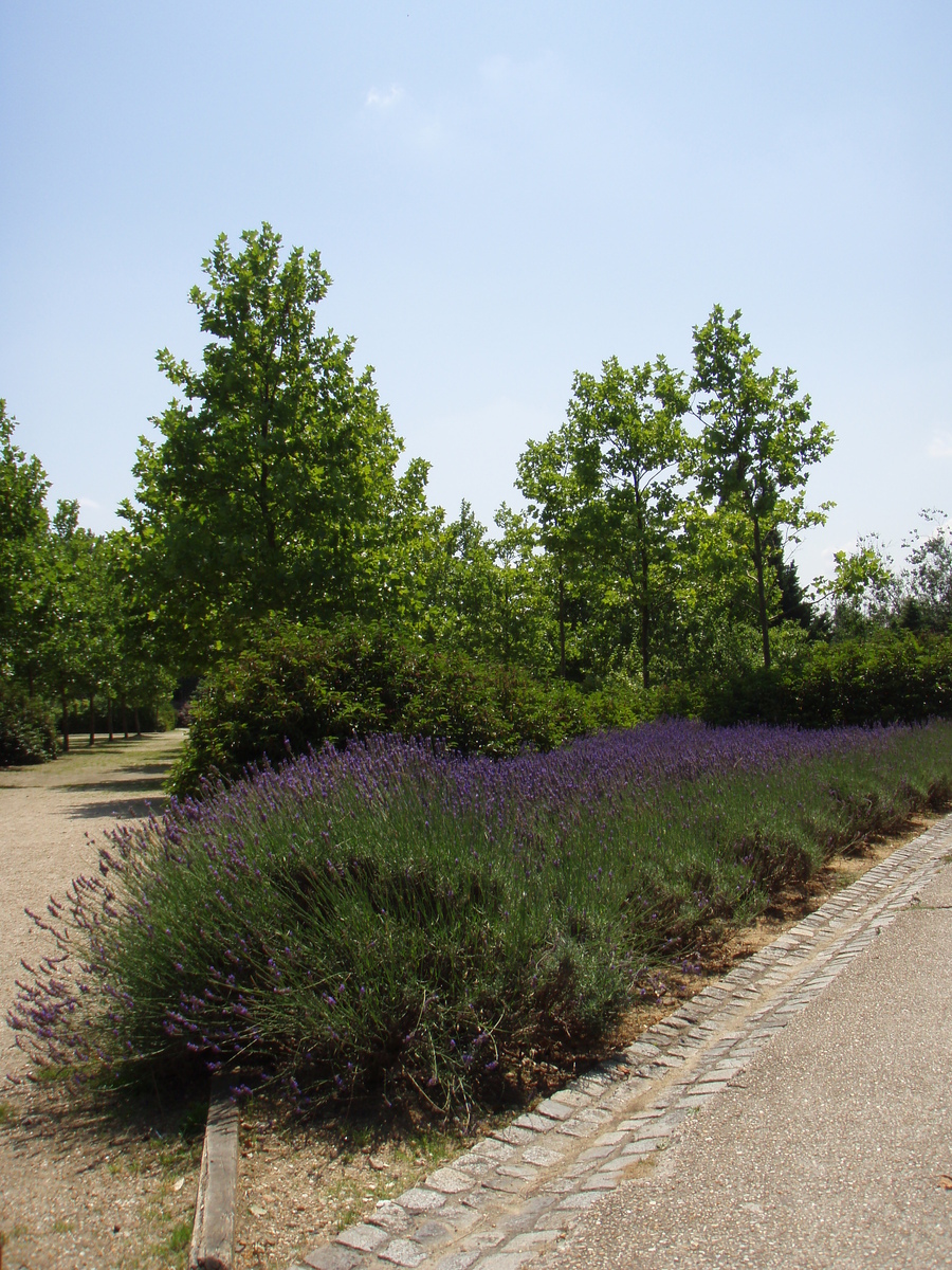 Photo France Villeneuve La Garenne Parc des Chanteraines 2007-07 71