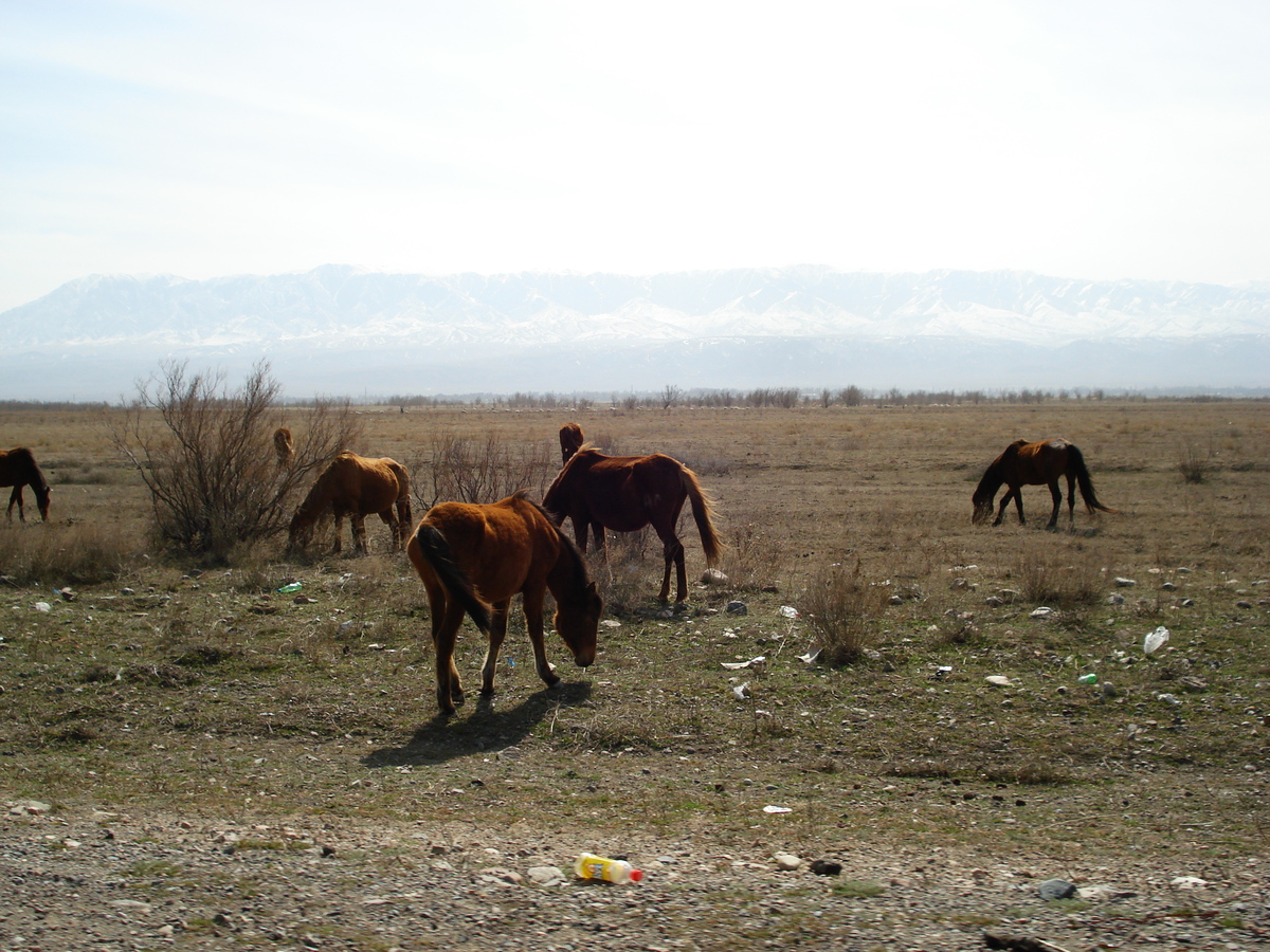 Photo Kazakhstan Route d'Almaty au canyon de Charyn 2007-03 120