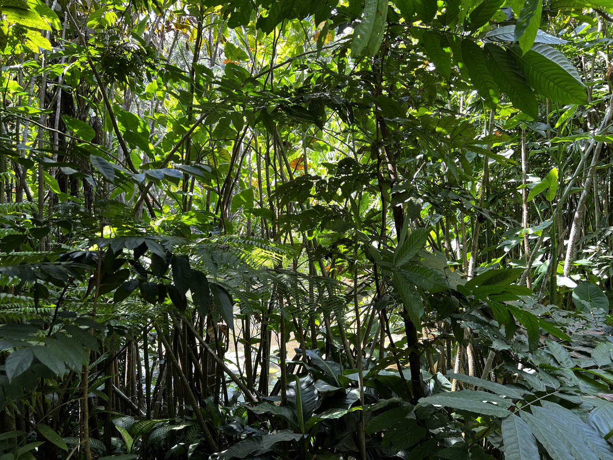 Photo Singapour Jardins botaniques de Singapore 2023-01 30