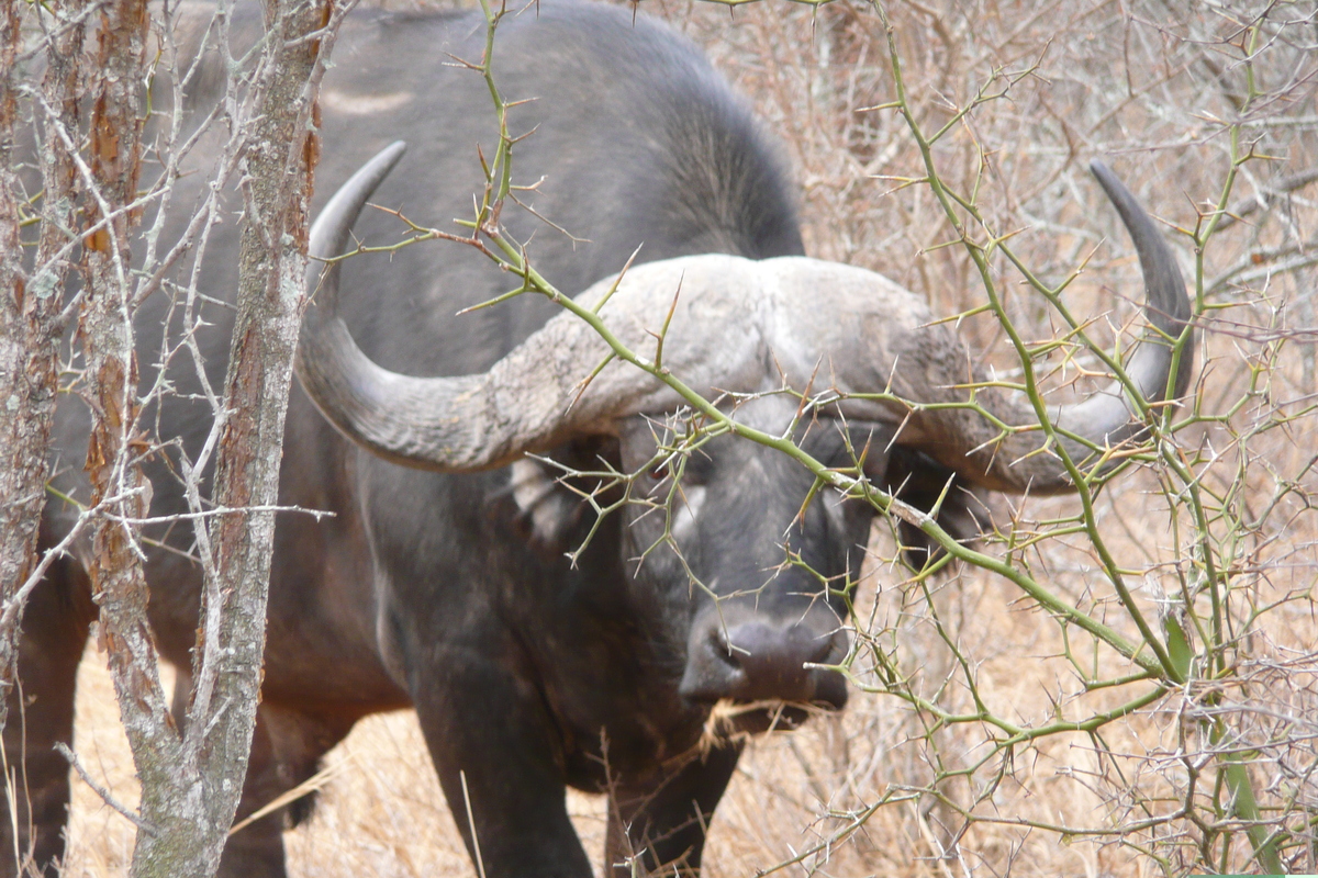 Photo Afrique du Sud Parc National Kruger Rivière Sable 2008-09 92