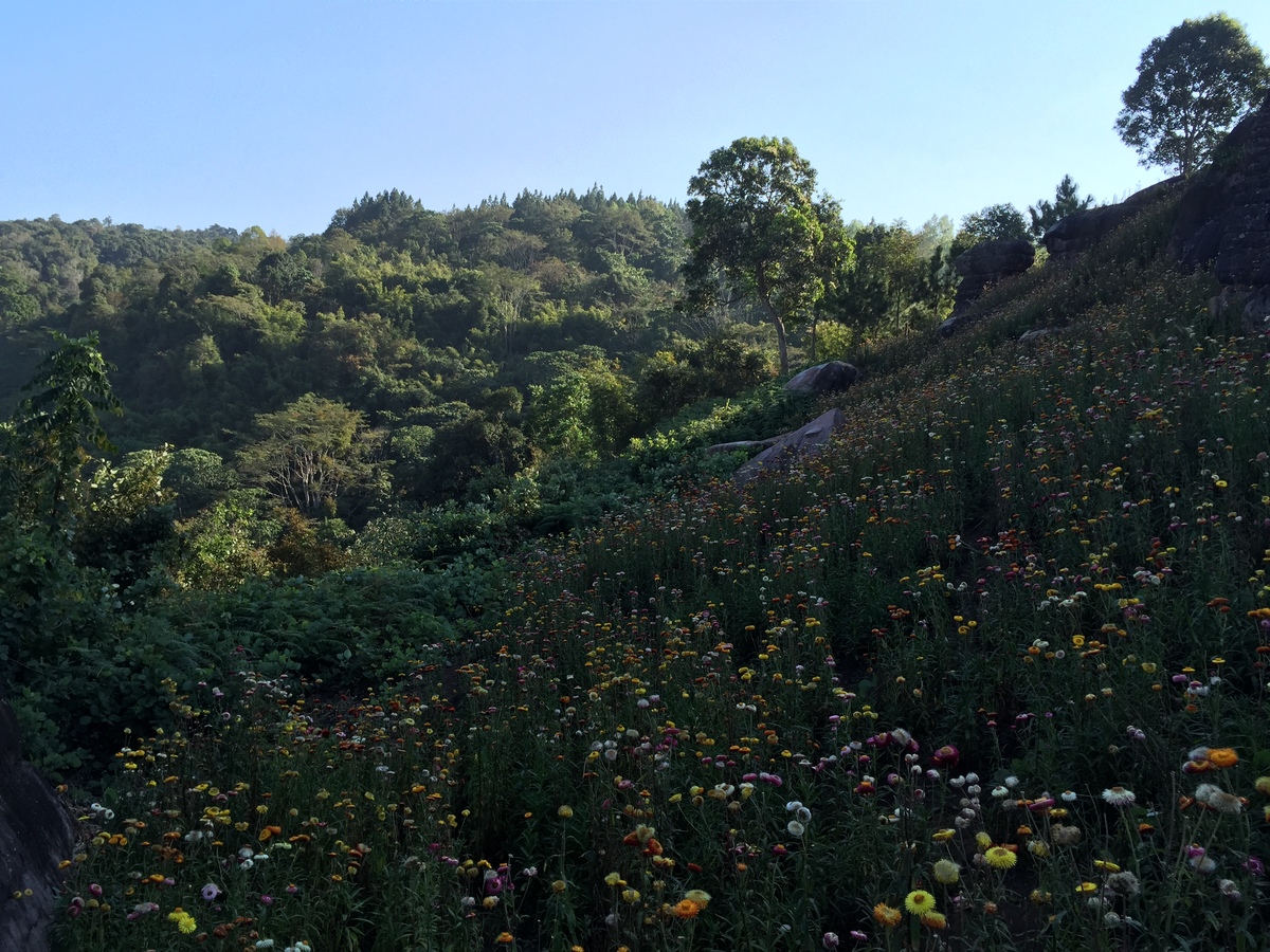 Photo Thaïlande Parc National Phu Hin Rong Kla 2014-12 339