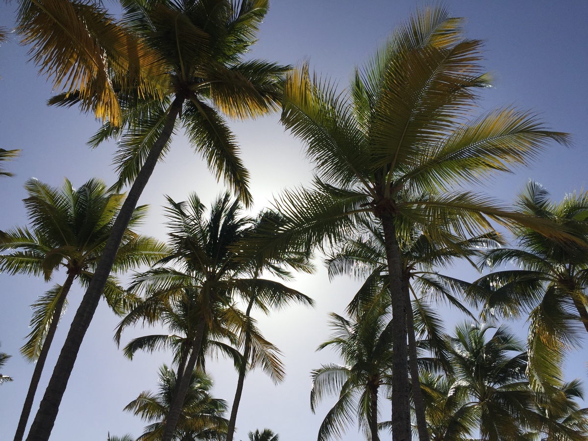 Photo Guadeloupe Plage de la Caravelle 2021-02 72