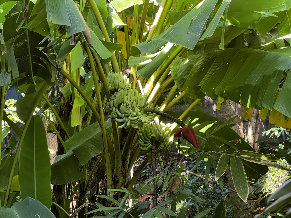Photo Thaïlande Phuket Plage de Kata Kata Garden Resort 2021-12 21