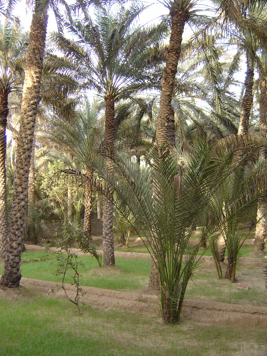 Photo Émirats arabes unis Al Ain Oasis 2005-03 27