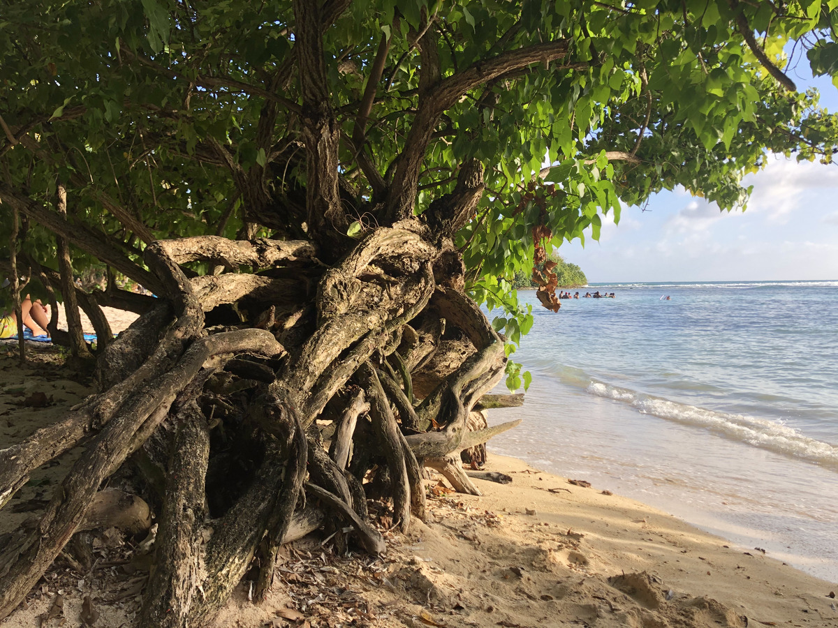 Photo Guadeloupe Plage de Petit Havre 2021-02 22
