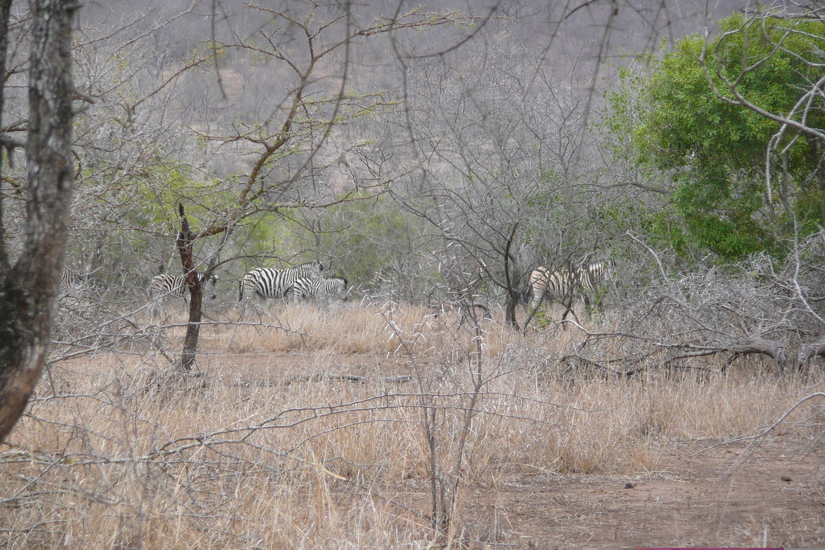 Photo Afrique du Sud Parc National Kruger Mpondo 2008-09 3