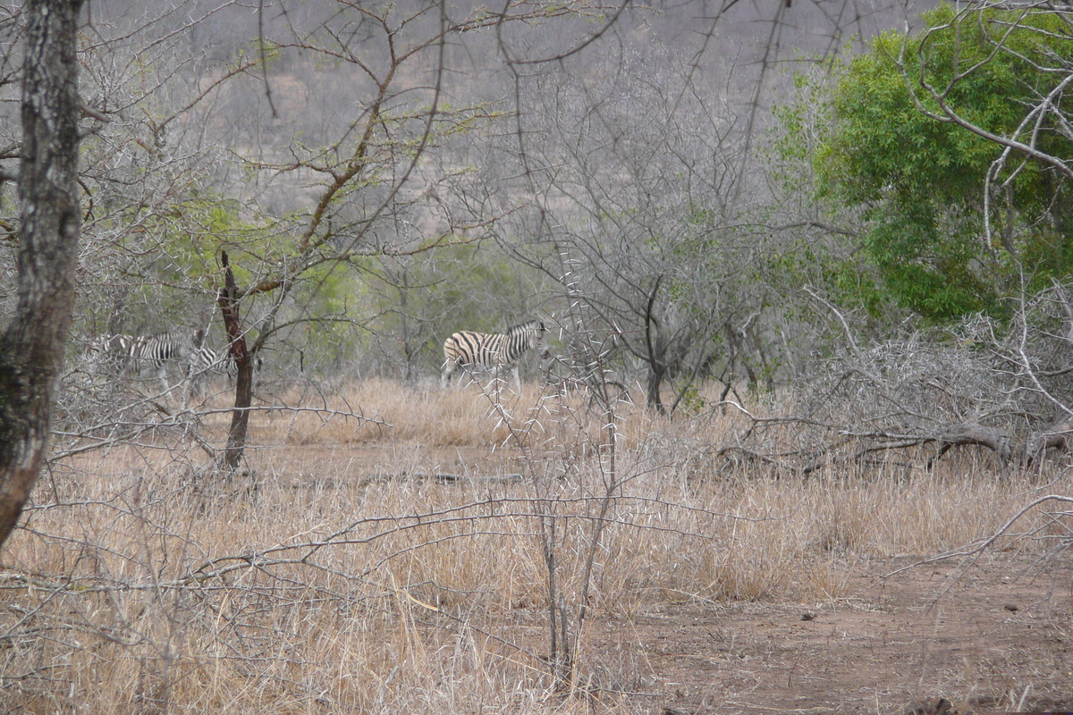 Photo Afrique du Sud Parc National Kruger Mpondo 2008-09 18