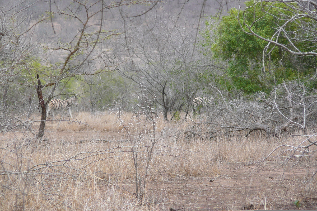 Photo Afrique du Sud Parc National Kruger Mpondo 2008-09 17