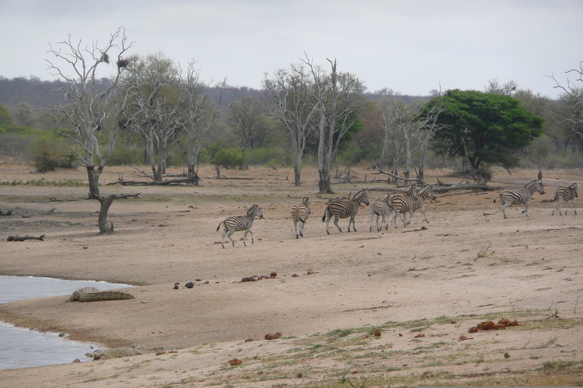 Photo Afrique du Sud Parc National Kruger Mpondo 2008-09 5