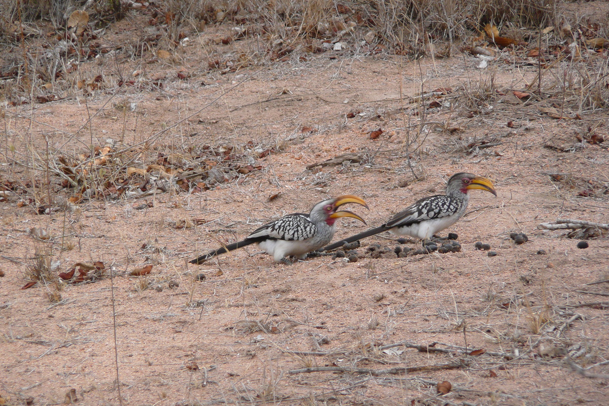 Photo Afrique du Sud Parc National Kruger Mpondo 2008-09 28