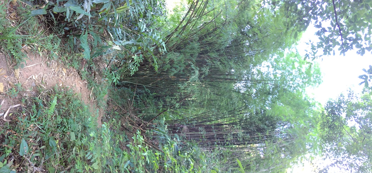 Photo Thaïlande Parc National Phu Hin Rong Kla 2014-12 132