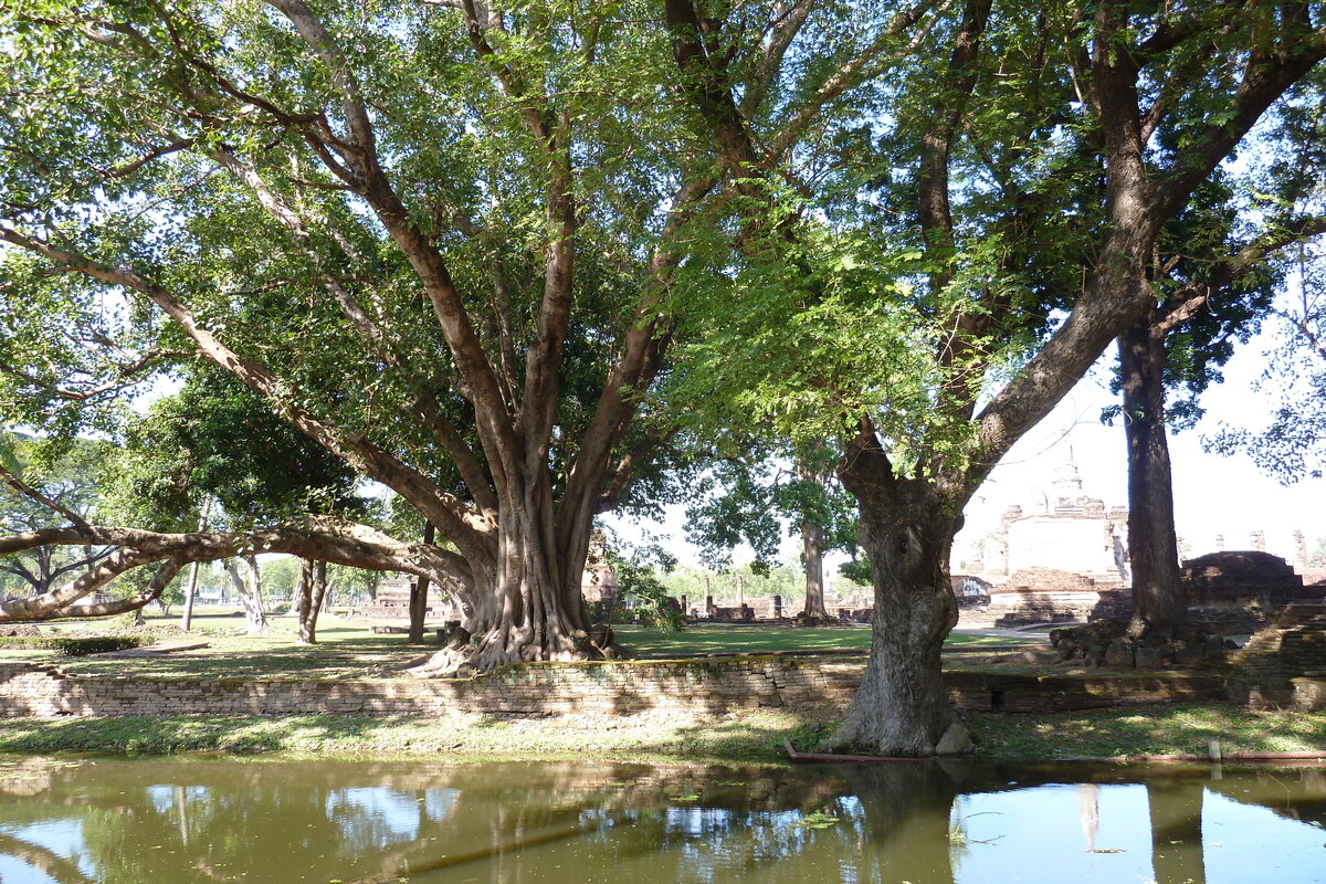 Photo Thaïlande Sukhothai 2010-12 94