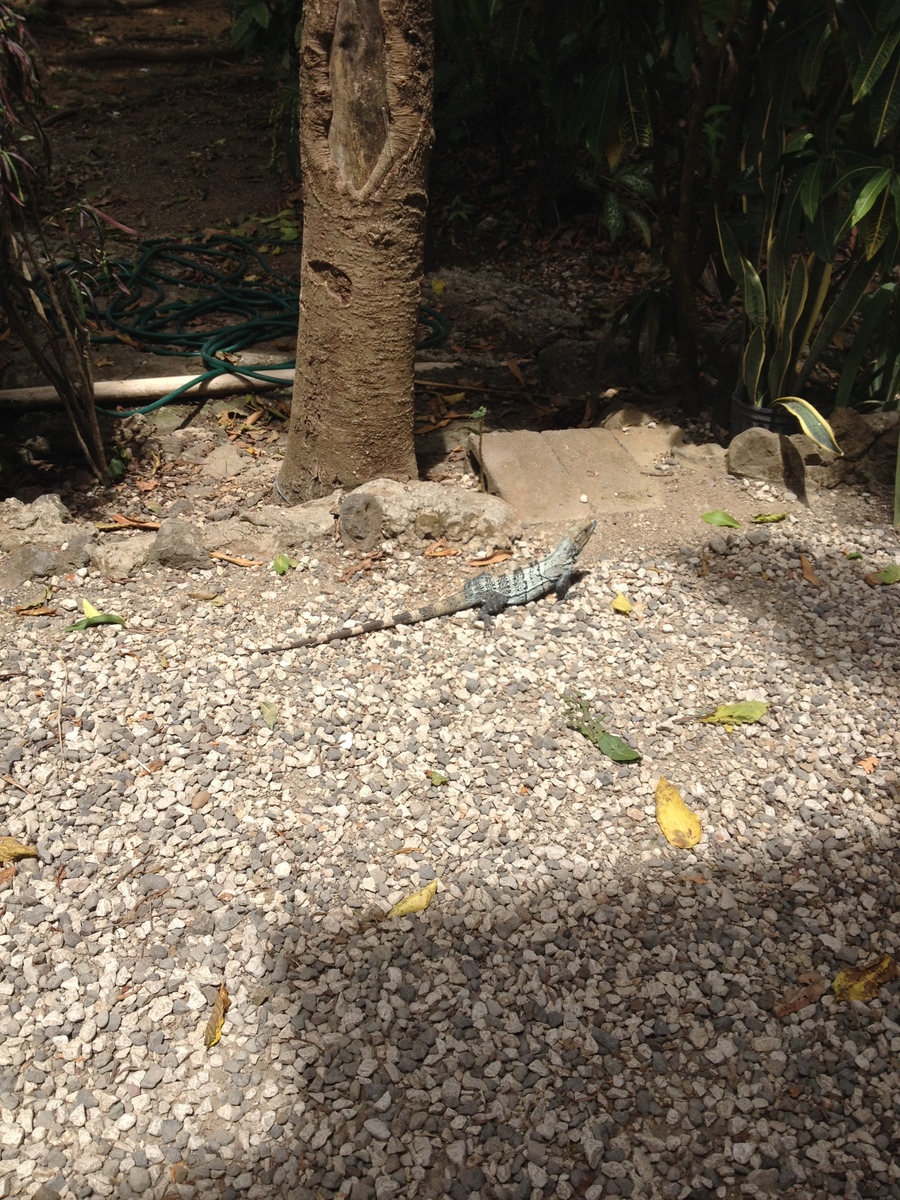 Photo Costa Rica Montezuma 2015-03 506