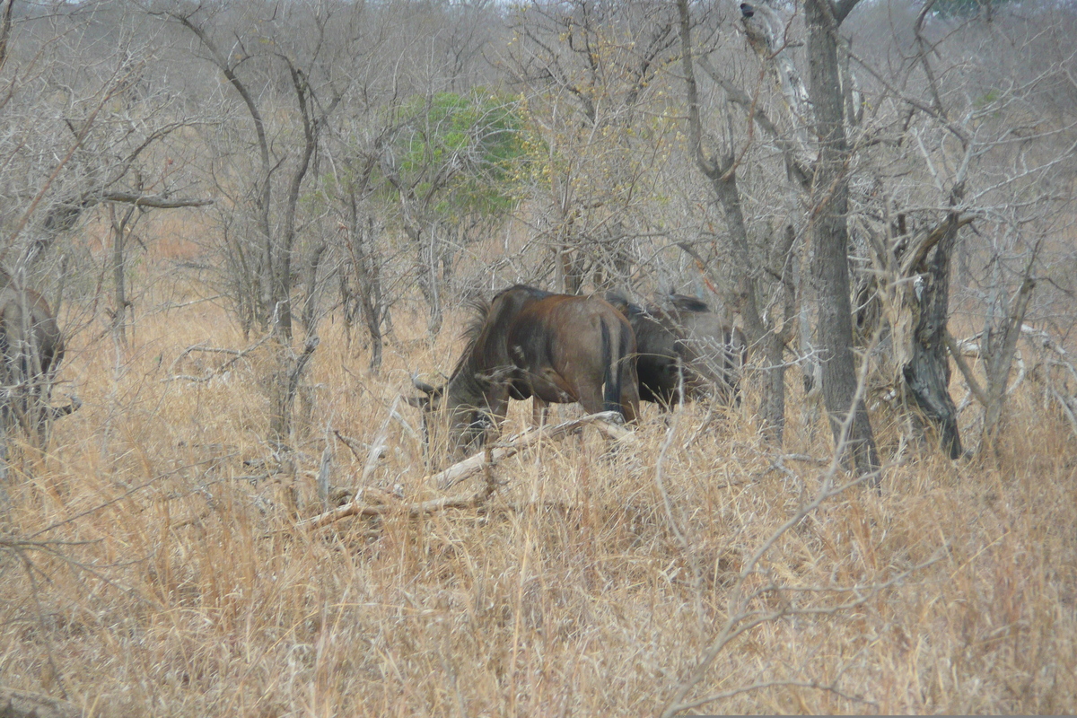 Photo Afrique du Sud Parc National Kruger 2008-09 89
